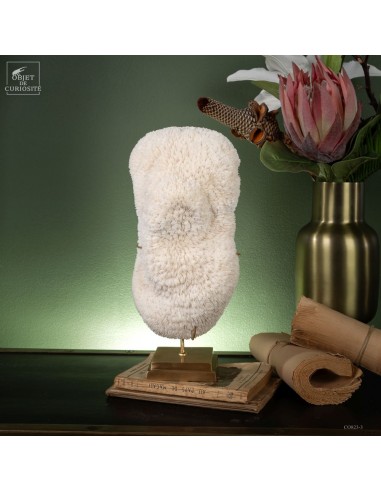 Corail blanc Bowl  HALOMITRA PILUS,...