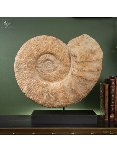 Large Cretaceous ammonite on black...