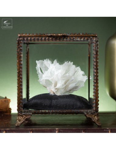 Bryozoaire blanc dans boite carrée en...