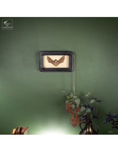 Taxidermie de chauve souris -K.... Taxidermie de chauve souris -K....