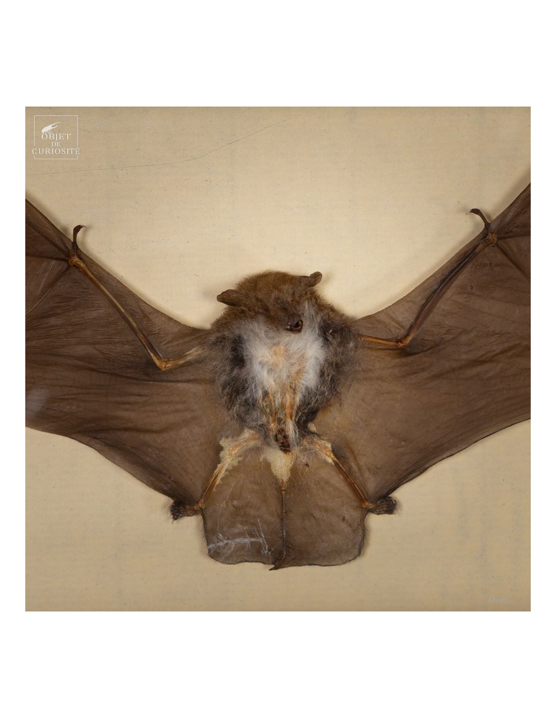 Taxidermie de chauve souris -K.... Taxidermie de chauve souris -K....