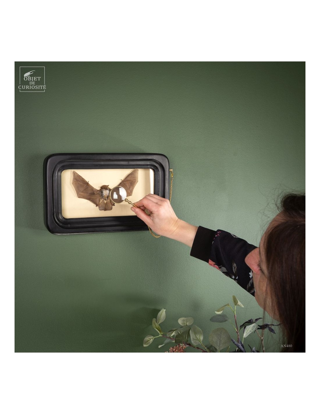 Taxidermie de chauve souris -K.... Taxidermie de chauve souris -K....