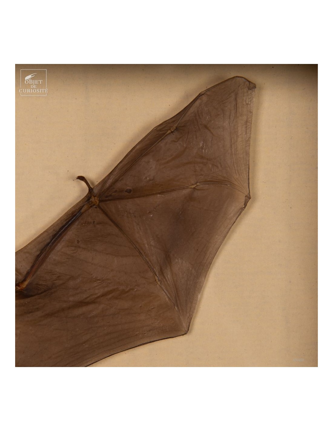 Taxidermie de chauve souris -K.... Taxidermie de chauve souris -K....
