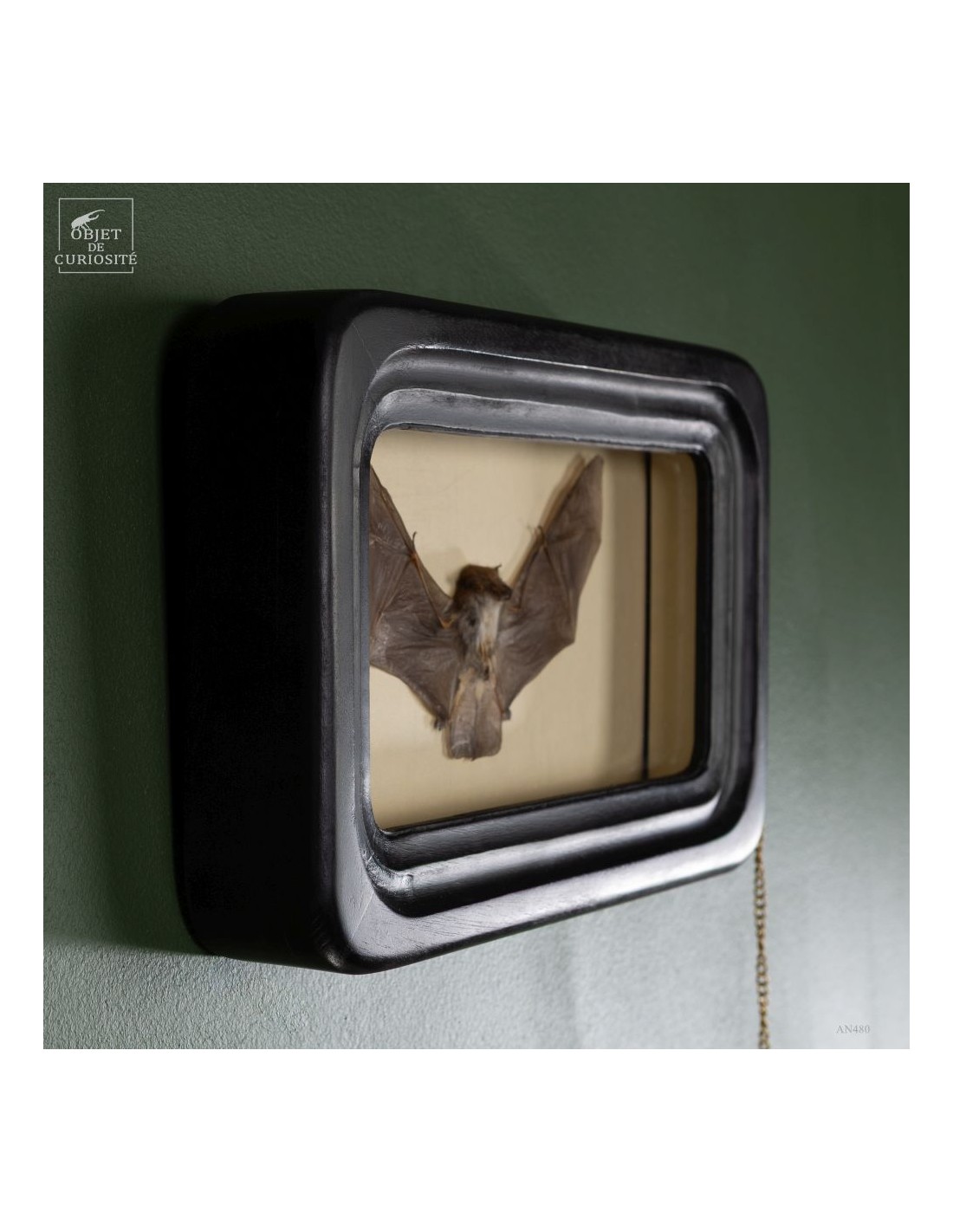 Taxidermie de chauve souris -K.... Taxidermie de chauve souris -K....