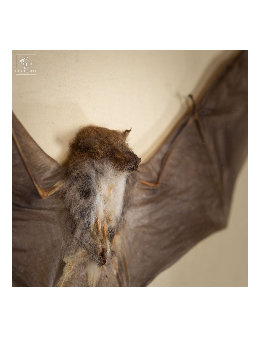 Taxidermie de chauve souris -K.... Taxidermie de chauve souris -K....