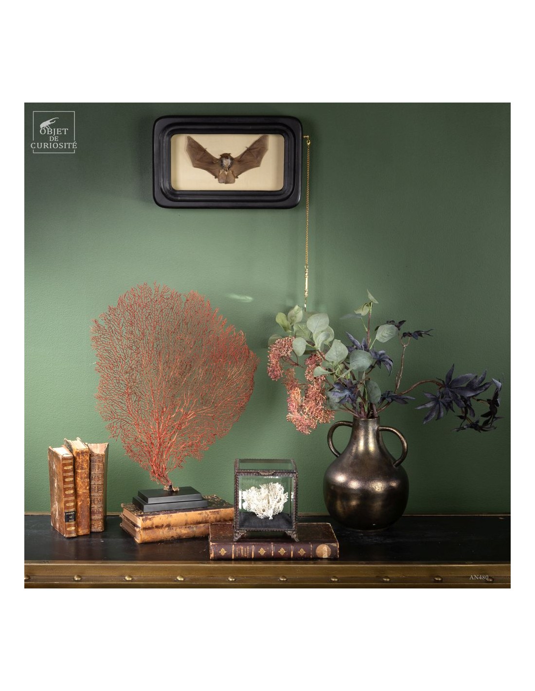 Taxidermie de chauve souris -K.... Taxidermie de chauve souris -K....