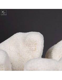 Corail Patte de chat... 2