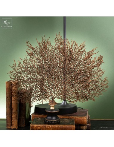 Brown gorgonian, black wooden base,...