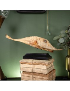 Poisson -PERISTEDION sp-...