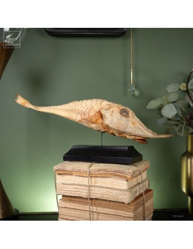 Naturalized fish -PERISTEDION sp.-