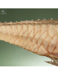 Poisson -PERISTEDION sp-... 2