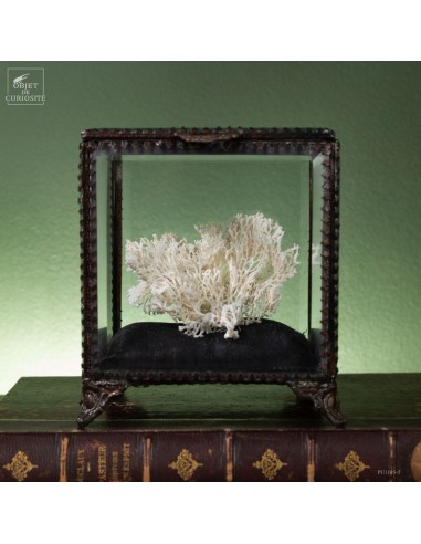 Bryozoaire blanc dans boite carrée en...