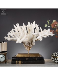 Large staghorn coral-...