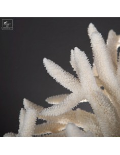 Large staghorn coral-... 2