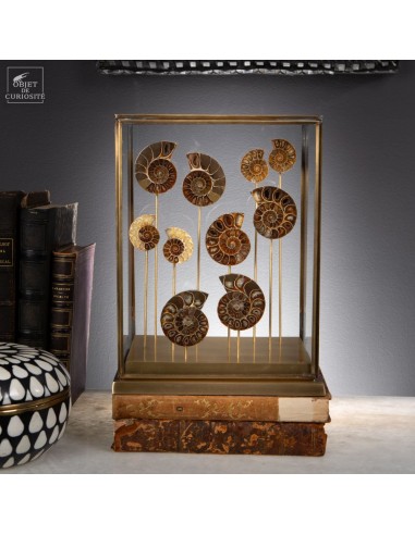 Ammonites caramel sciéees (5 paires)...