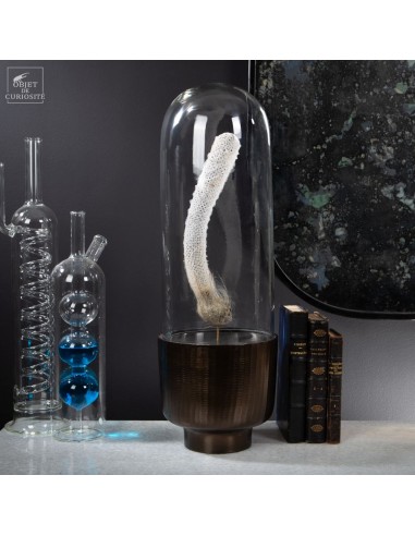 Deep sea glass sponge in capsule glass