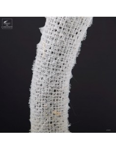 Deep sea glass sponge in... 2