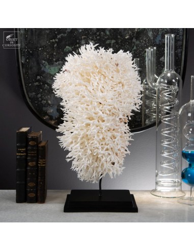 Corail pics nids SERIATOPORA HYSTRIX,...