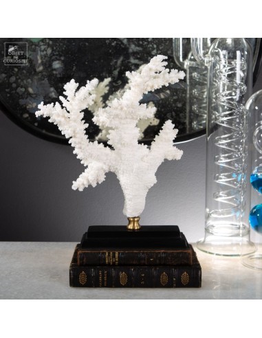 White coral - ACROPORA NOBILIS