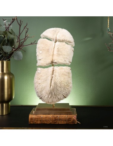 White Coral (HALOMITRA PILEUS) –...