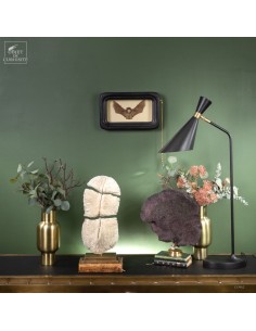 White Coral (HALOMITRA... 2