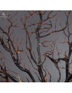 Black sea fan, tree-shaped 2