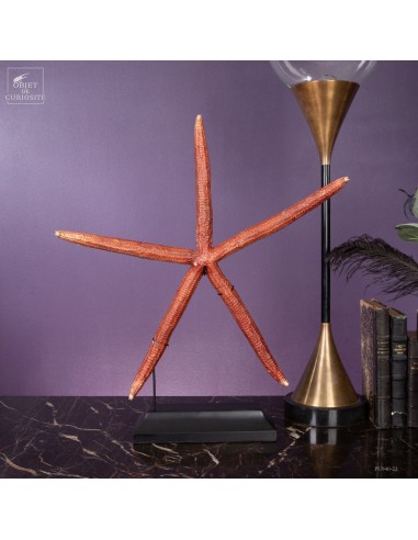 giant starfish LINCKIA LAEVIGATA red...