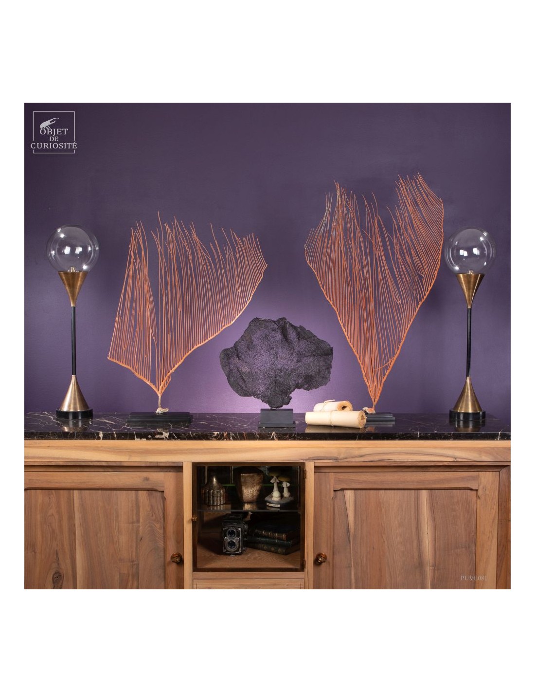 Gorgone LYRE orange (Ctenocella... Gorgone LYRE orange (Ctenocella...