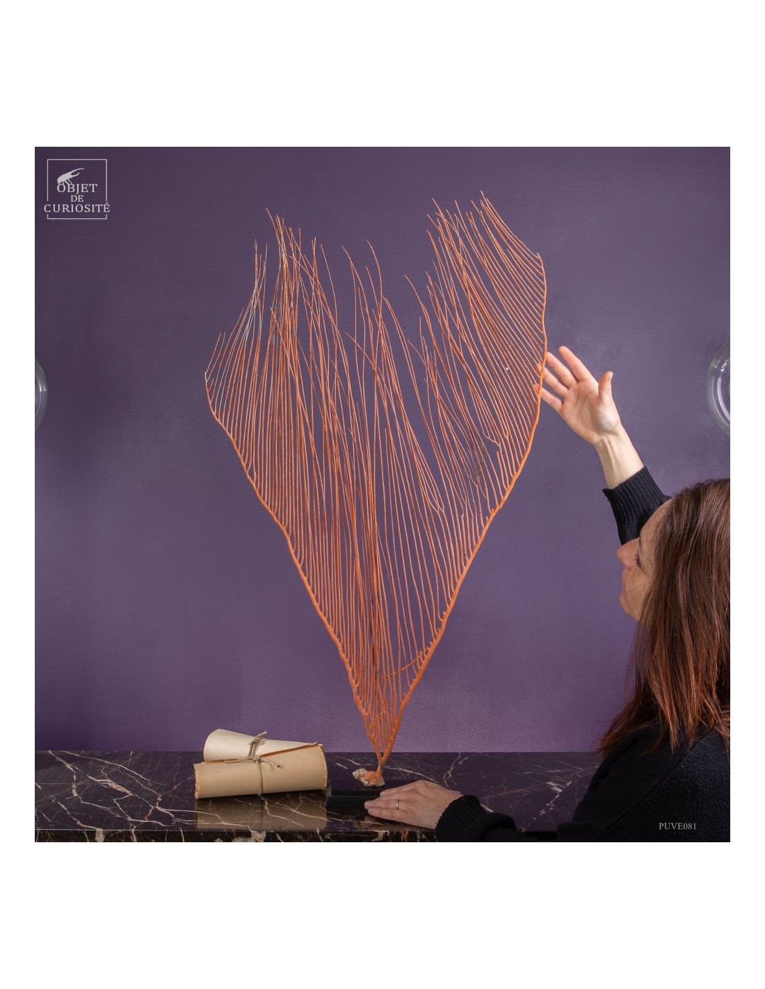 Gorgone LYRE orange (Ctenocella... Gorgone LYRE orange (Ctenocella...