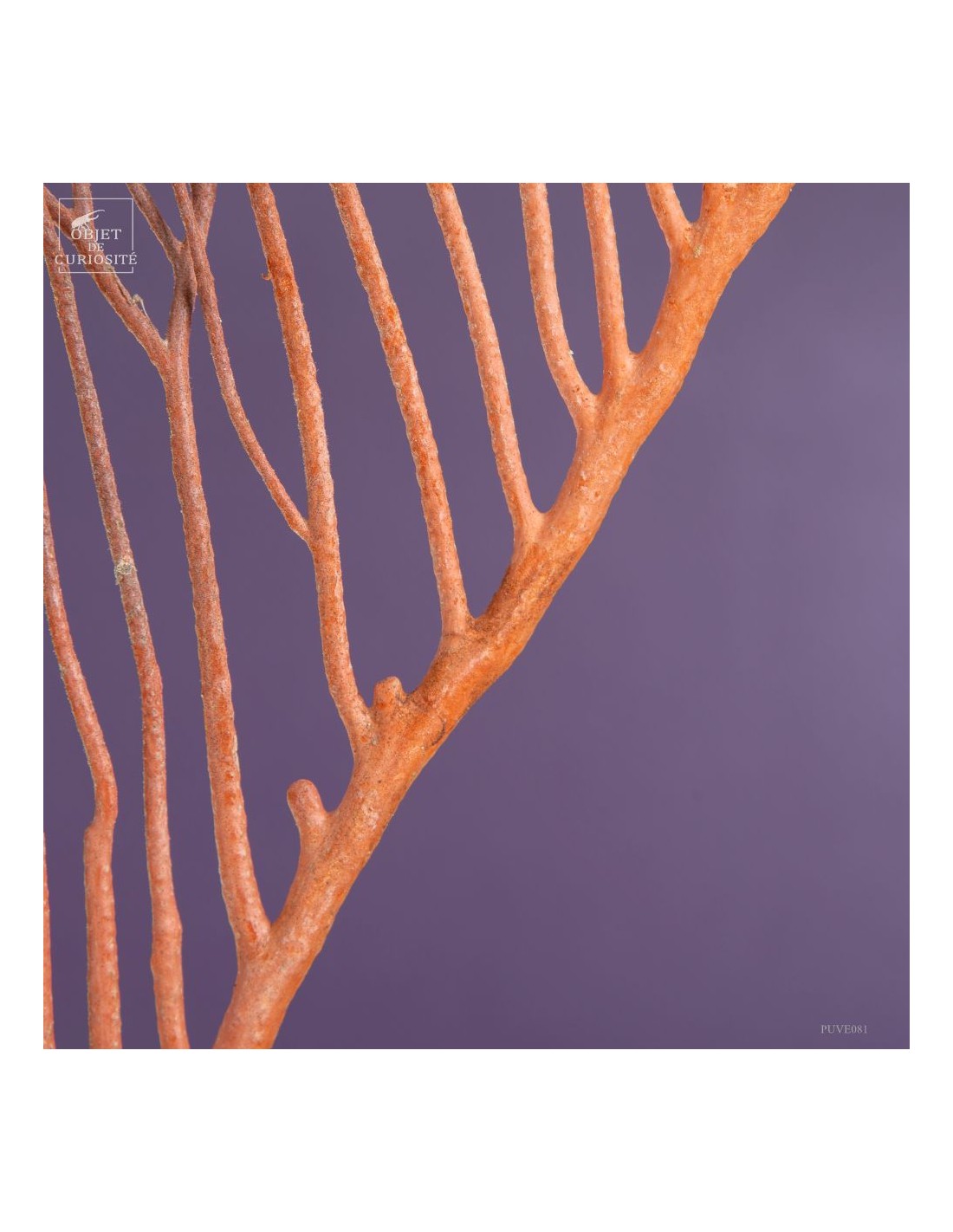 Gorgone LYRE orange (Ctenocella... Gorgone LYRE orange (Ctenocella...