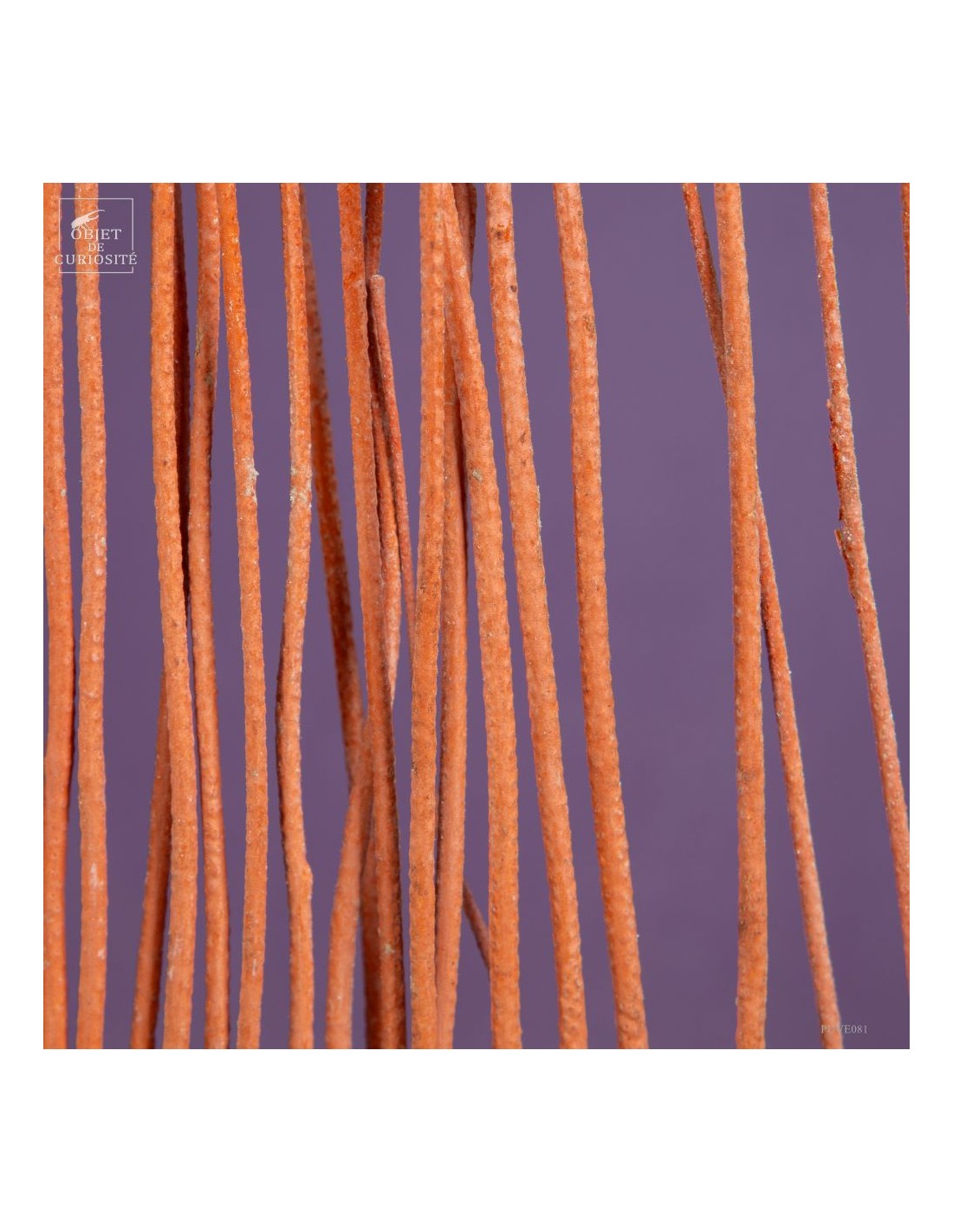 Gorgone LYRE orange (Ctenocella... Gorgone LYRE orange (Ctenocella...