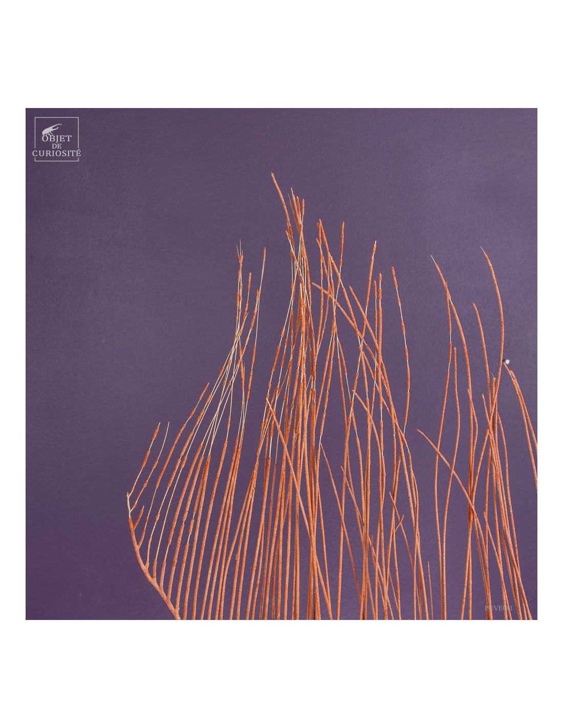 Gorgone LYRE orange (Ctenocella... Gorgone LYRE orange (Ctenocella...