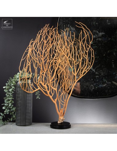 Beige Gorgonian (Leptogorgia alba) on...