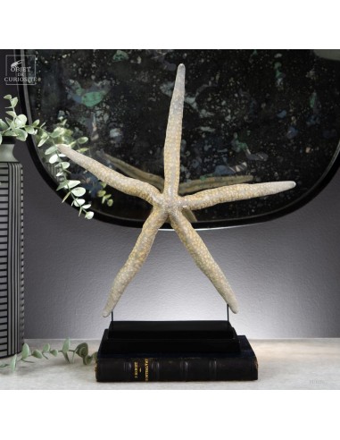 Blue Sea Star with yellow dots...