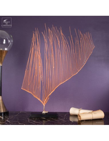 Gorgone LYRE orange (Ctenocella...