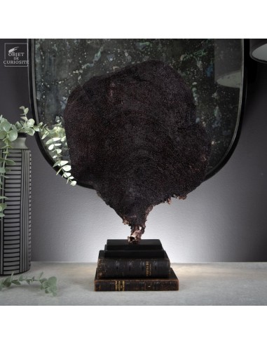 Purple fan sponge on black base