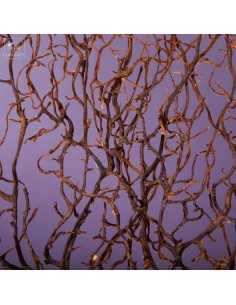 Black sea fan, tree-shaped 2