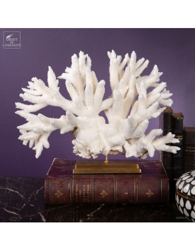 White coral -ACROPORA NOBILIS-