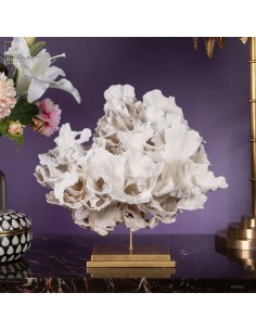 White coral MONTIPORA SP