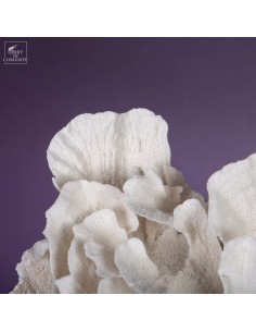 White coral MONTIPORA SP 2