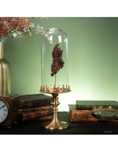 Coprolithe (reptile Madagascar) sous...