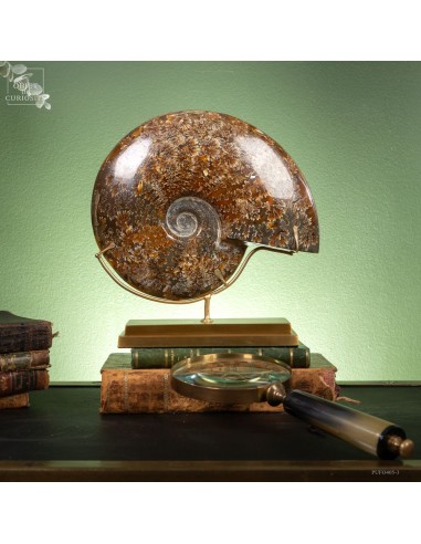 Large polished Ammonite from...