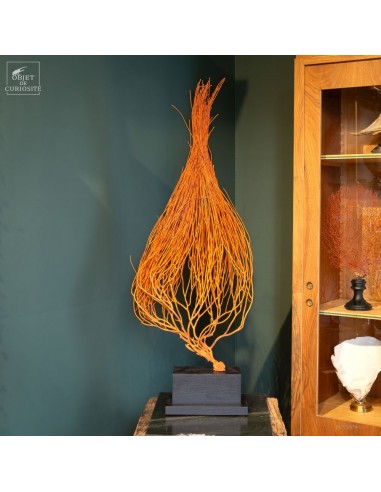 Gorgone Flamme (Ellisella grandis)