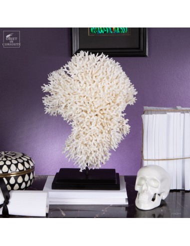 Corail pics nids SERIATOPORA HYSTRIX,... Corail pics nids SERIATOPORA HYSTRIX,...