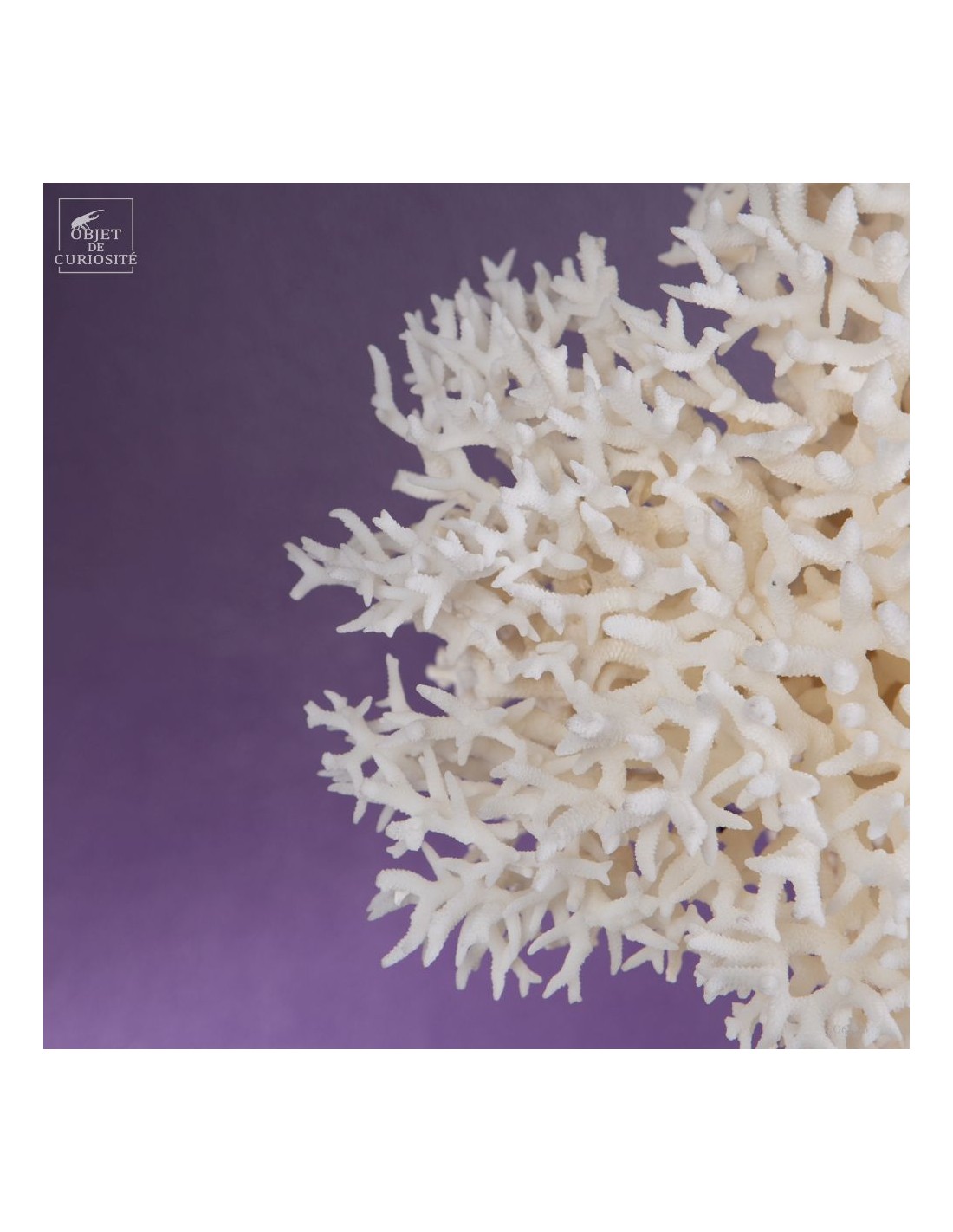 Corail pics nids SERIATOPORA HYSTRIX,... Corail pics nids SERIATOPORA HYSTRIX,...