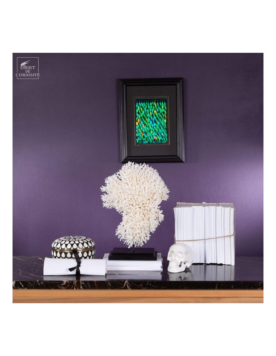 Corail pics nids SERIATOPORA HYSTRIX,... Corail pics nids SERIATOPORA HYSTRIX,...