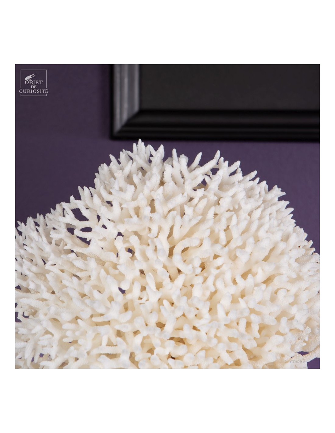 Corail pics nids SERIATOPORA HYSTRIX,... Corail pics nids SERIATOPORA HYSTRIX,...