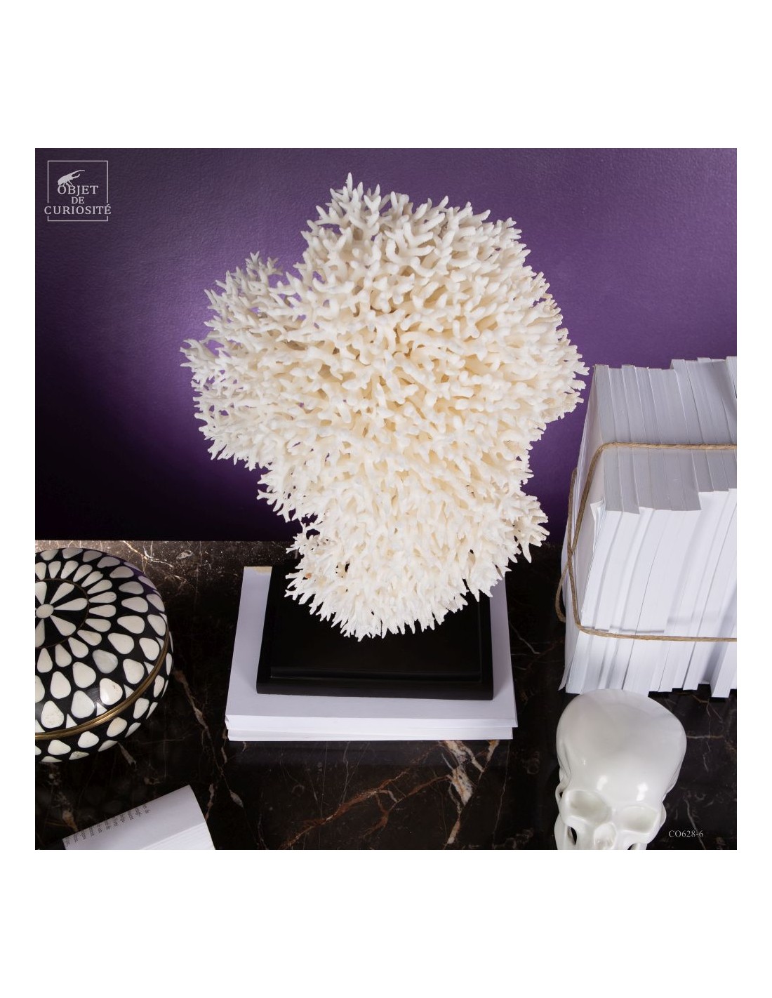 Corail pics nids SERIATOPORA HYSTRIX,... Corail pics nids SERIATOPORA HYSTRIX,...