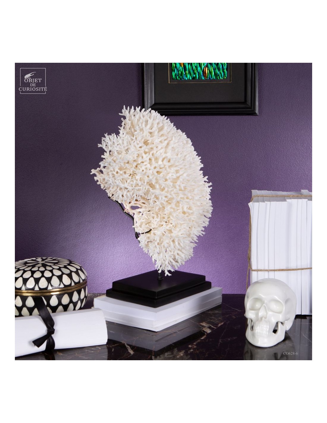 Corail pics nids SERIATOPORA HYSTRIX,... Corail pics nids SERIATOPORA HYSTRIX,...