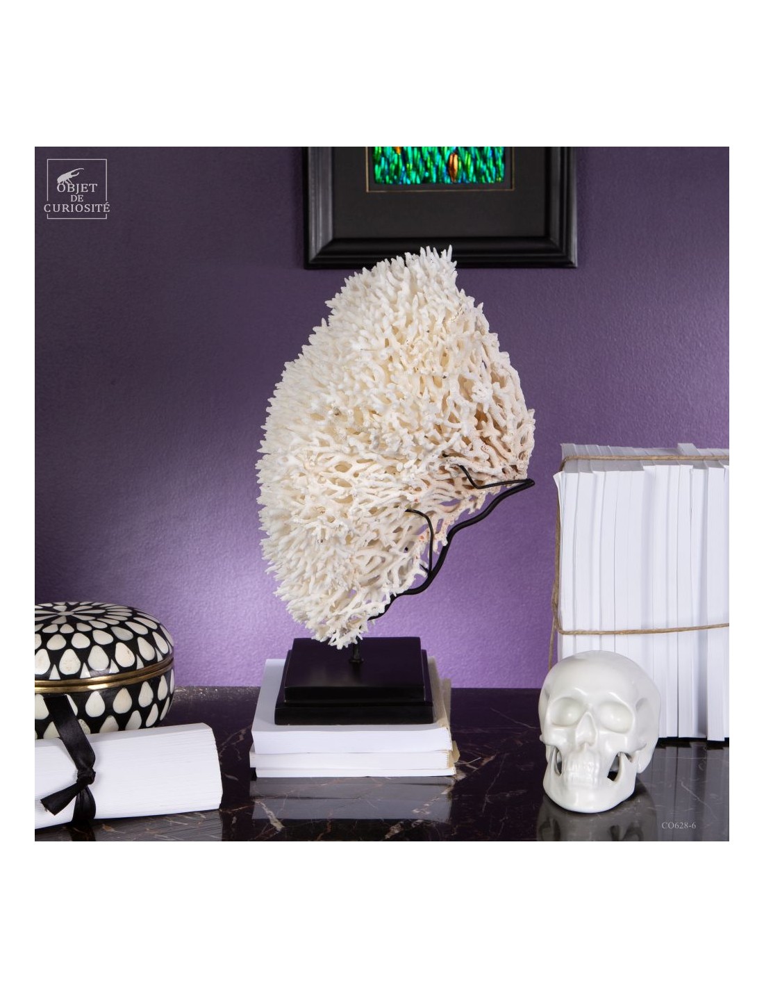 Corail pics nids SERIATOPORA HYSTRIX,... Corail pics nids SERIATOPORA HYSTRIX,...